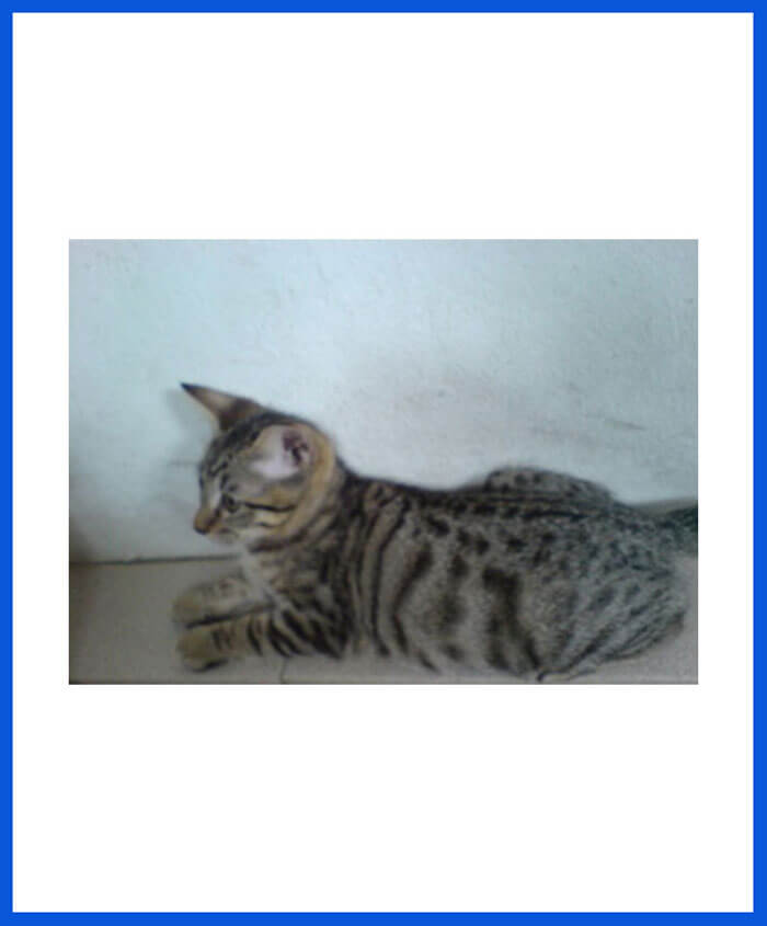 indian cat breed