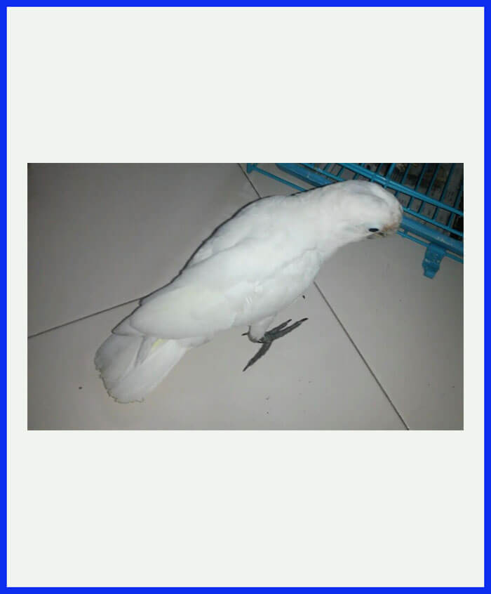 cockatoo birds for sale on los angeles ca
