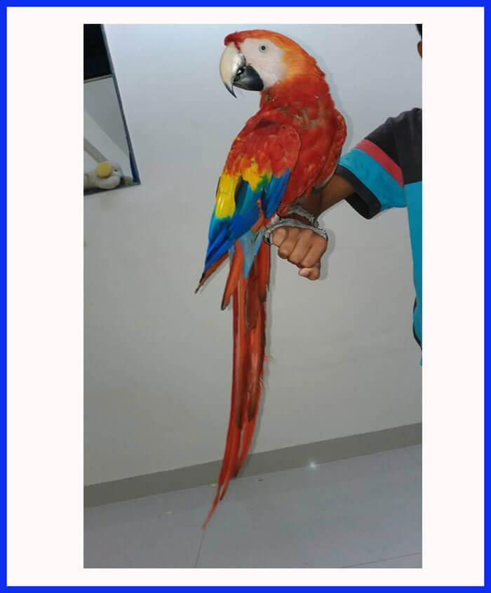 parrot bird online shopping