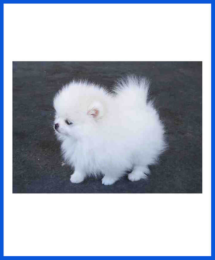 White Pomeranian Dog Price In Kolkata Get Images