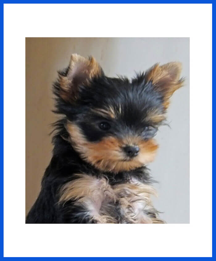 Yorkshire Terrier Dog Puppy For Sale - Poddarkennel | Call@9810871734